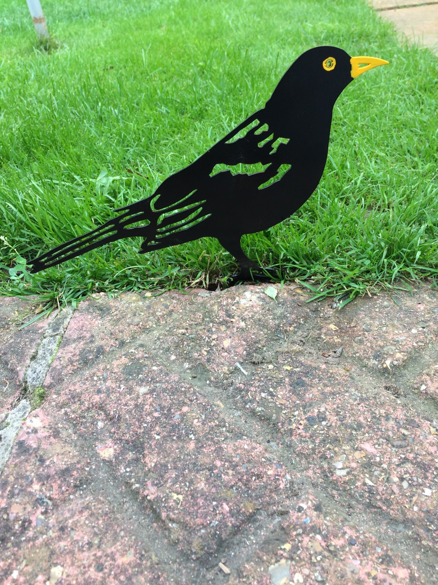 Black Bird